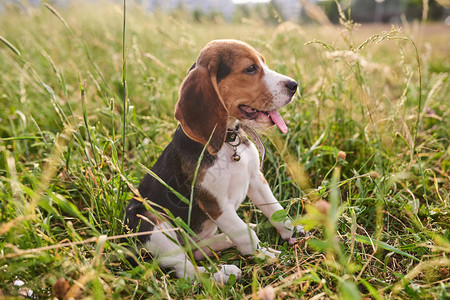 Beagle小狗舌头伸出坐在草地图片
