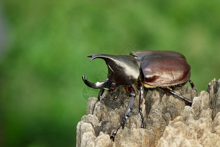 自然背景下的王朝形象昆虫动物Dynastinae是来自泰图片