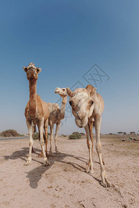 三只骆驼站在迪拜阳光下沙漠的沙漠里图片
