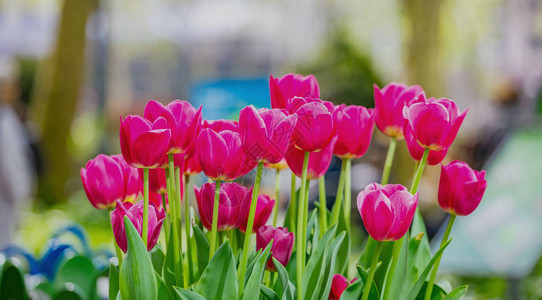 纽约布赖恩特公园阳光明媚的春日红色郁金香将模糊背背景