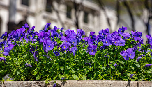 蓝紫色的锅罐子阳光明媚的春日纽约图片