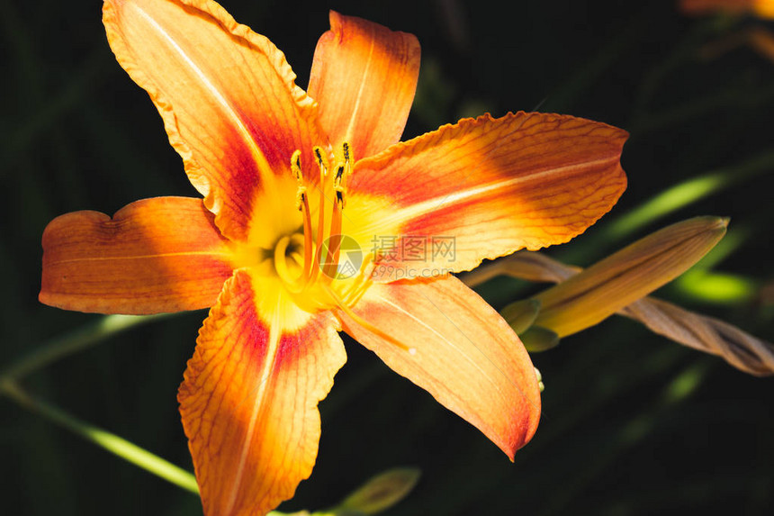 美丽的花朵橙色的百合自然背景图片
