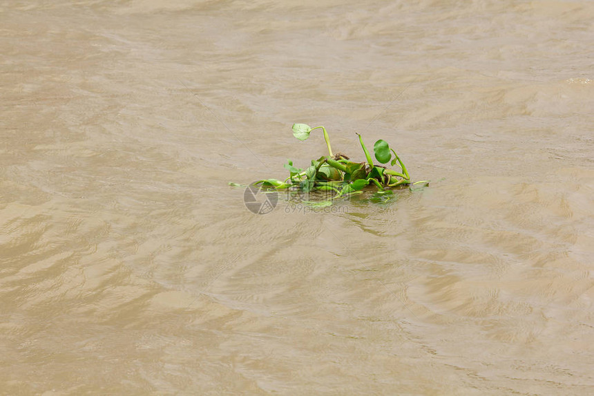 河中漂浮的Hyacinth河可以生活在图片