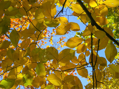 树枝上美丽的黄橙色叶子与图片