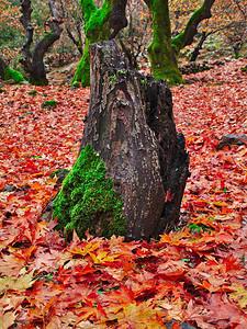 Sycamore飞机树在秋天破碎的树干图片