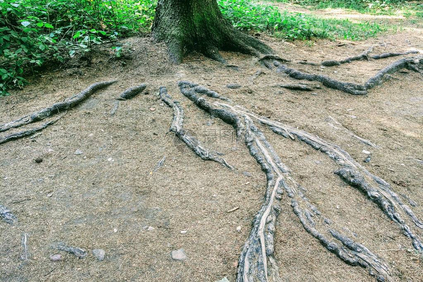 树根从地表自然背景图片
