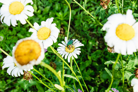 雏菊上的绿色甲虫白色雏菊上昆虫的照片特写图片