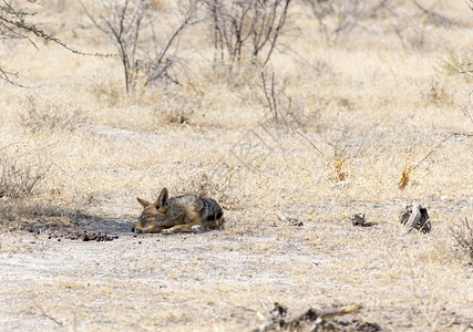 睡在纳米比亚公园的黑背豺图片