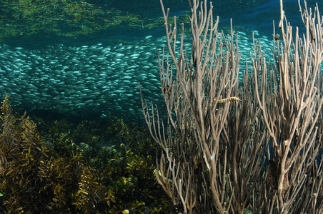 网管鱼正在从海扇珊瑚中偷看图片