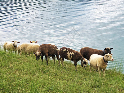 Wagitaltal或Waegital山谷草原上的羊群图片