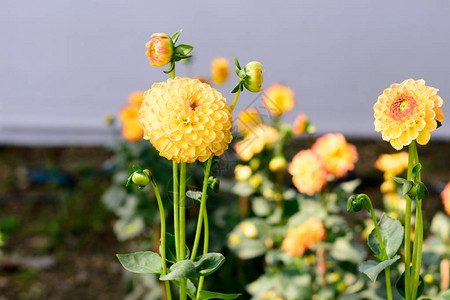 万寿菊墨西哥万寿菊阿兹特克万寿菊非洲万寿菊高清图片