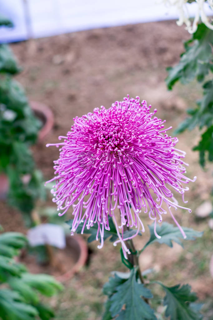 粉红色的韭菜或葱属形状的菊花喜欢阳光的植物群在早春到夏末开花非常受欢迎的花束它的颜色是爱情或友谊的象图片