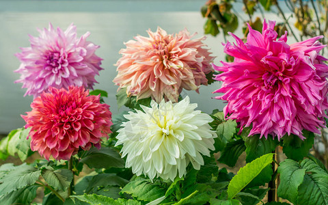 粉红色白和红色的古尔达瓦里花卉植物图片