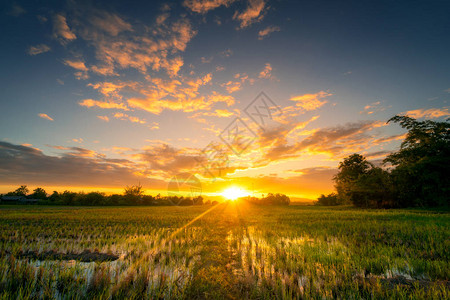 泰国自然风景秀丽的稻田和日落图片