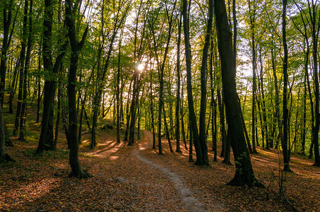 森林的狭小道路在阳光明媚的阳光下秋图片