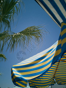 横条色海滩雨伞和树枝棕榈叶浅背景图片