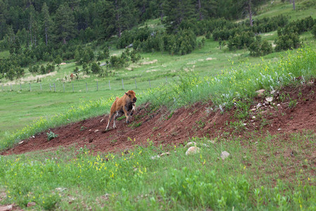 一只婴儿野牛在南达科他州卡斯特州立公园的一个小山坡图片