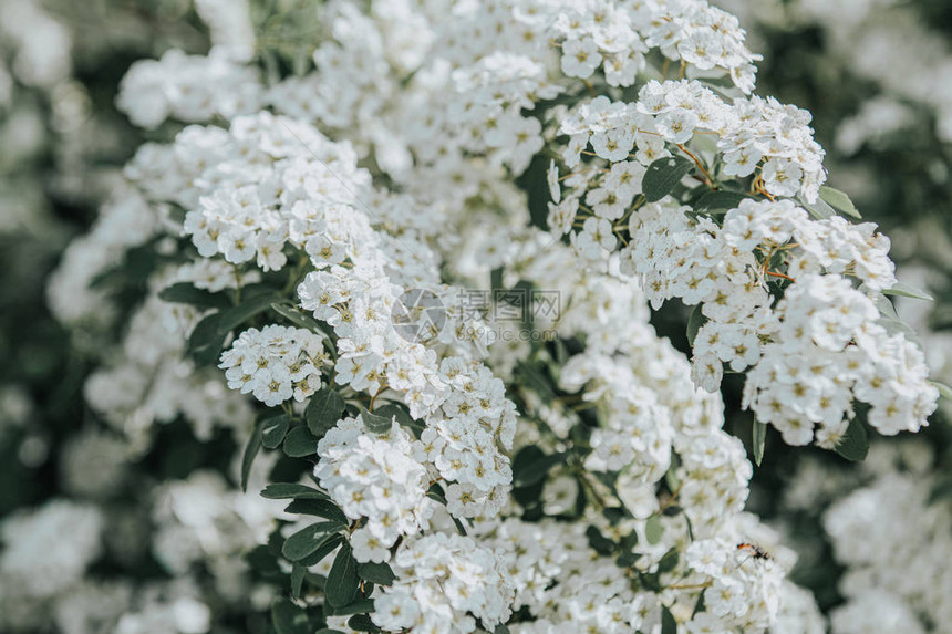 小型白花群和斯皮拉埃亚SpiraeathunbergiiiGrefsheim以有选择焦点背景为特定重点的图片