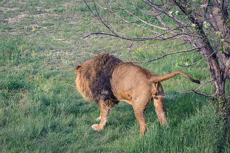 雄小狮子用尿液图片