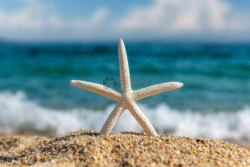 海边沙滩上的海星贝壳在炎热图片