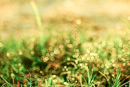 模糊的草和露珠落在绿叶和日出中的阳光图片
