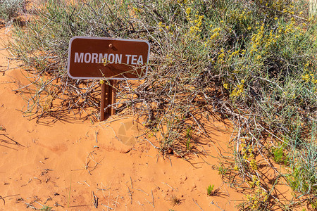 沙漠摩门教茶植物和标志模糊红沙背景步道标志纪念碑谷纳瓦霍部图片