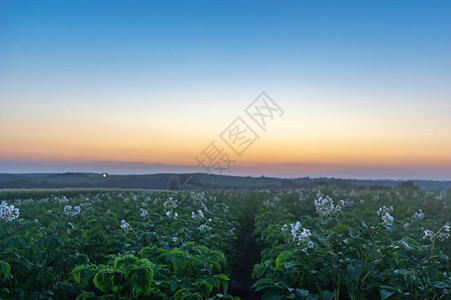夏日夕阳下盛开的土豆田图片