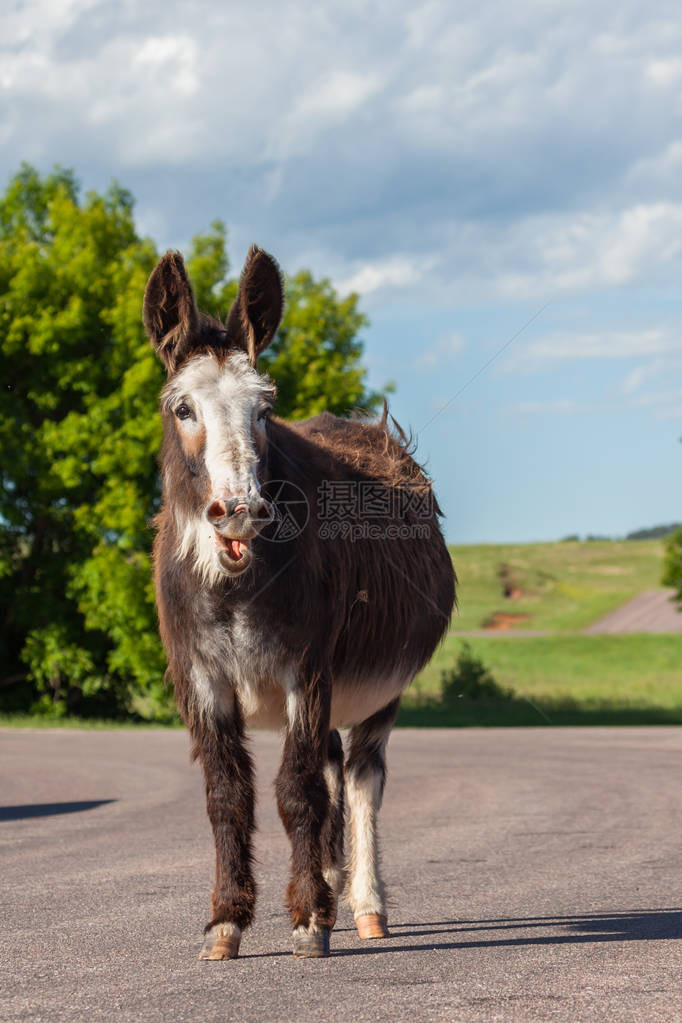 一头怀孕的野驴站在路边的阳光下图片