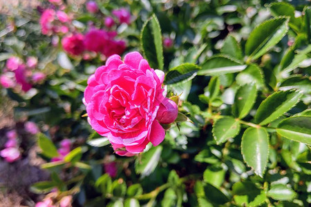 美丽的红花朵玫瑰阳光明媚的夏日晴图片