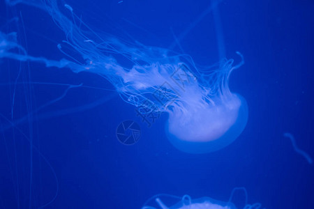 美丽的水母在光下的美杜莎在水族背景图片