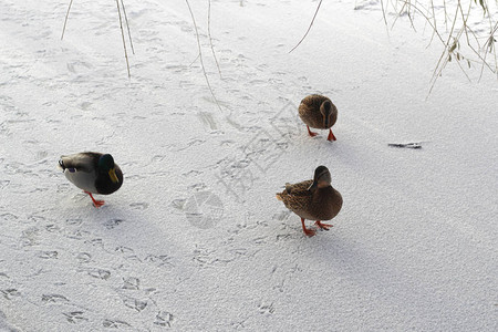 一户鸭子在冰冻的池塘上留下图片