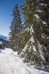 高山滑雪斜坡在有松树的阿尔卑斯山中图片