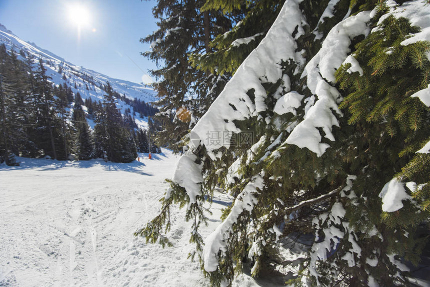 高山滑雪斜坡在有松树的阿尔卑斯山中图片