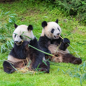 熊猫妈和小熊猫图片