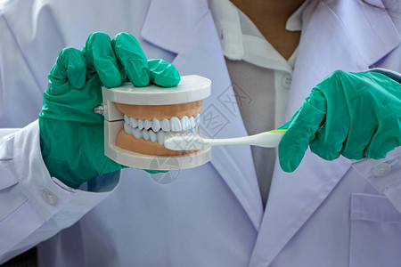 牙科技师用牙刷假牙展示正确的刷牙方法图片