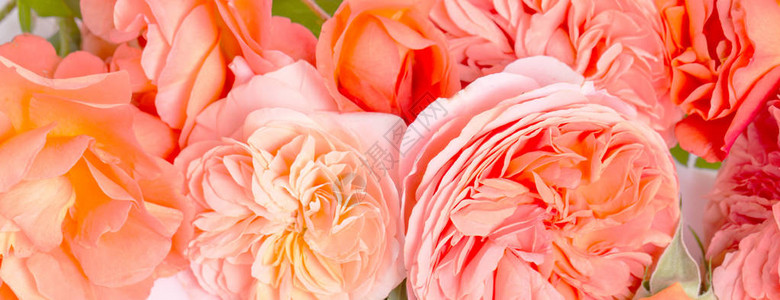 白色背景上的节日橙色和活珊瑚花英国玫瑰组合物图片