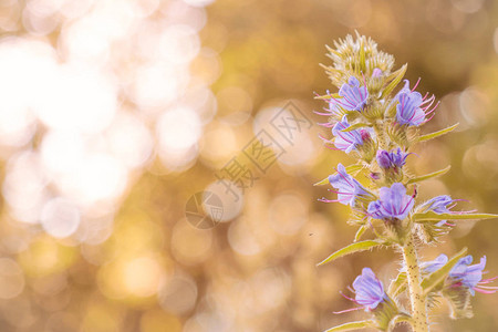 漂亮的花作为背景来自大然的贺卡花如现大自然中的植物照片与您图片