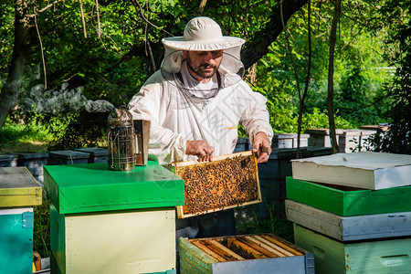 养蜂人在工作养蜂人把架子从蜂巢里抬出来养蜂人救了蜜蜂图片