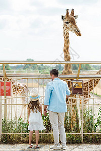 站在动物园的栅栏和长颈鹿附图片