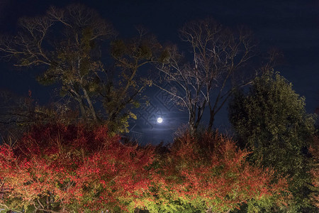 树线与夜月长时间曝光图像显示秋季夜晚的月光树线图片