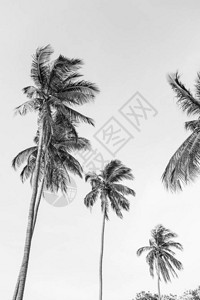 与蓝色天空相对的热带奇特椰子棕榈树中黑白背景夏天和泰国普吉的旅行概念图片