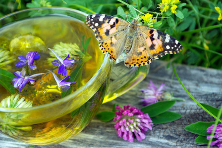 一杯凉茶和药草放在一张木桌上蝴蝶画女士坐在一杯凉茶上和流图片