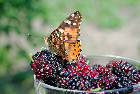 新鲜成熟的桑葚美丽的蝴蝶坐在成熟的浆果图片