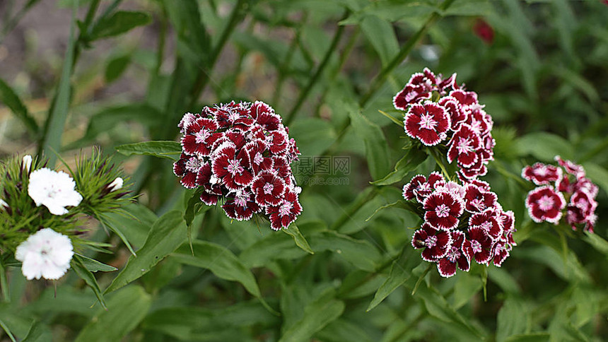 森林和花园里自然的花朵开花图片