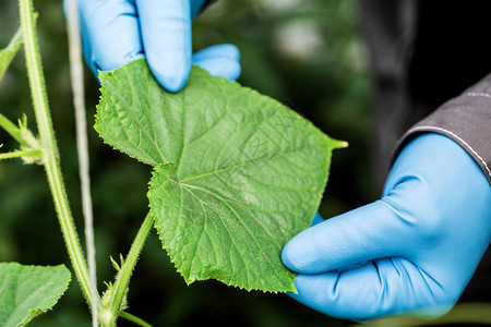 戴蓝手套持有黄瓜的农民或生物学图片