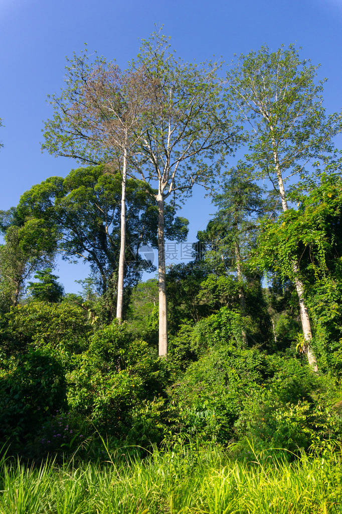 清晨热带雨林中的浅白树干露出更暗的绿色图片