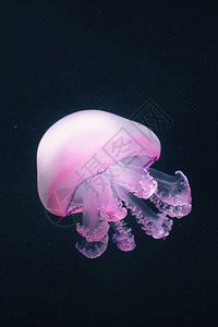 水下紫色水母Rhizostoma图片