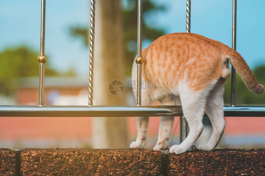 这只猫站在铁栅栏上寻找跳图片