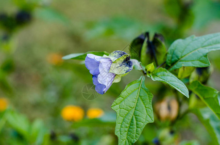 美丽的花园朵关闭图片