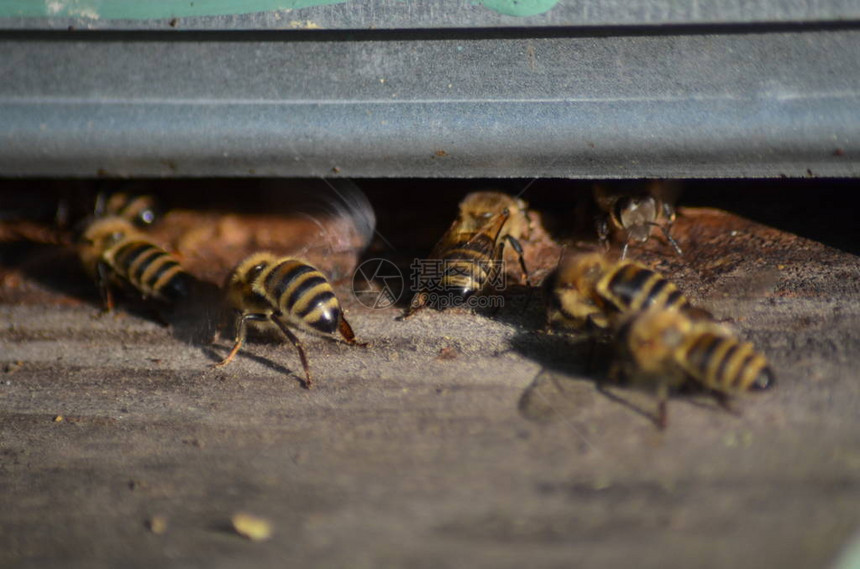 蜂房前的蜜蜂群图片